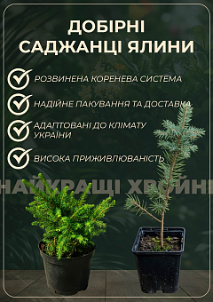 Ексклюзив! Ялина блакитна "Топаз" (Topaz) (преміальний високодекоративний сорт, горщик P9)6
