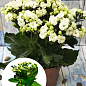 Каланхоэ Блоссфельда "White" (Kalanchoe Blossfeldiana) (Нидерланды)