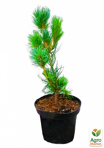 Сосна "Глаука" (Pinus sylvestris "Glauca") C2, высота 30-40см - фото 2