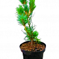Сосна "Глаука" (Pinus sylvestris "Glauca") C2, высота 30-40см купить