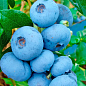Голубика "Бригитта Блю" (Vaccinium corymbosum "Brigitta Blue") Нидерланды, вазон П9 цена
