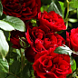Ексклюзив! Роза мініатюрна насичено червона "Магія краси" (Beauty magic) (саджанець класу АА +, преміальний безперервно квітучий сорт)