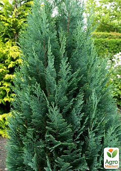 Кипарисовик Лавсона "Columnaris" С3, высота 50-60см10