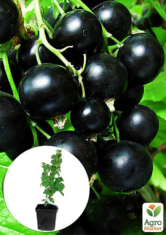 Смородина черная "Гоферт" укорененная в контейнере (ранний срок созревания)