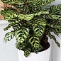 Калатея "Makoyana" высота 35-45см