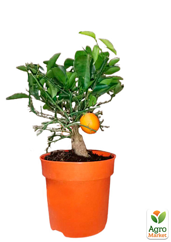 LMTD Клементин на штамбе с плодом 3-х летний "Oriana" (30-60см) - фото 6