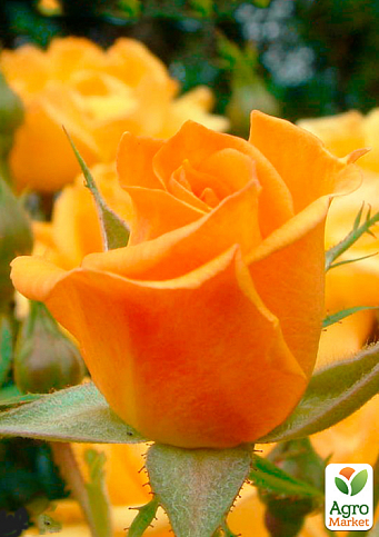 LMTD Троянда 2-х річна "Amber Nectar" (укорінений саджанець у горщику, висота 25-35см) - фото 2