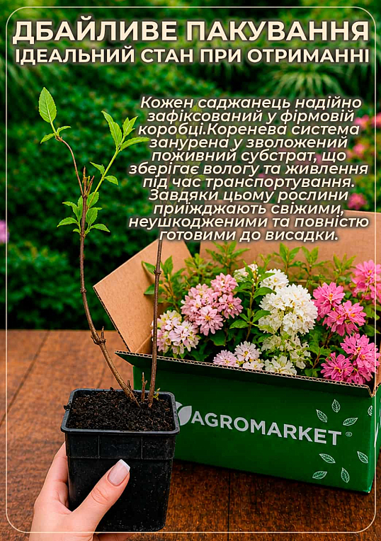 Дейция изящная "Gracilis"  - фото 4