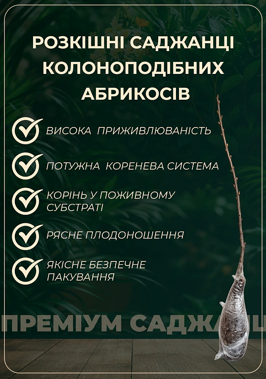 Абрикос колоновидный "Звездный" - фото 4