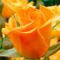 LMTD Троянда 2-х річна "Amber Nectar" (укорінений саджанець у горщику, висота 25-35см) купить