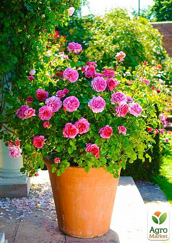 Ексклюзив! Роза англійська ніжно рожева "Мася" (Masya) (саджанець класу АА +, преміальний чудово ароматний сорт)
