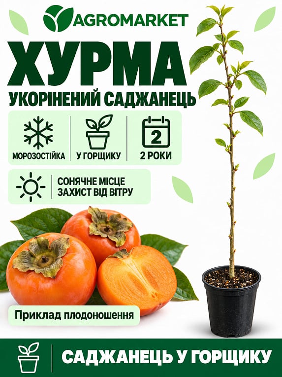 Хурма на виргинском морозостойком подвое "Бычье сердце" укорененная в контейнере (саженец 2 года)