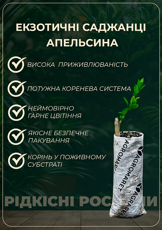 Апельсин "Пупочный"