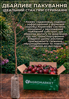 Алыча-Абрикосовый гибрид "Черрикос" (с легким ароматом клубники)4