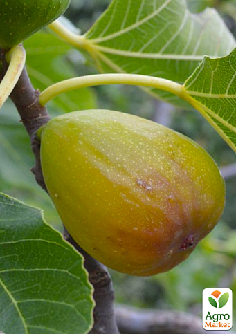 Інжир золотистий "Беянс" саджанець 2 роки (ремонтантний, великоплідний, ранній сорт) - фото 5