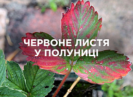 Червоніє листя у полуниці: що робити і як допомогти рослинам | Agro-market
