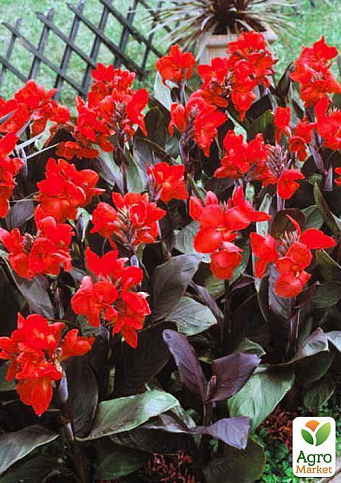 Канна "Black Knight" 1шт в упаковке - фото 3