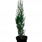 Кипарис вечнозеленый 3-х летний "Stricta" С3, высота 40-60см купить