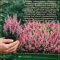 Вереск "Pink and White" 2 саженца, вазон Р11