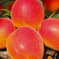 Абрикос "Микадо" (летний сорт, ранний срок созревания)