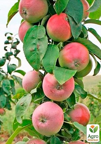 Яблоня колоновидная "Обелиск" (крупноплодный, зимний сорт, поздний срок созревания) - фото 2