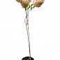 Гортензия метельчатая на штамбе "Vanilla Fraise" С3, высота штамба 50-70см цена