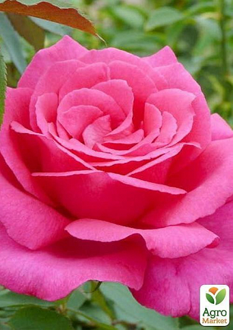 Роза чайно-гибридная "Пароле"