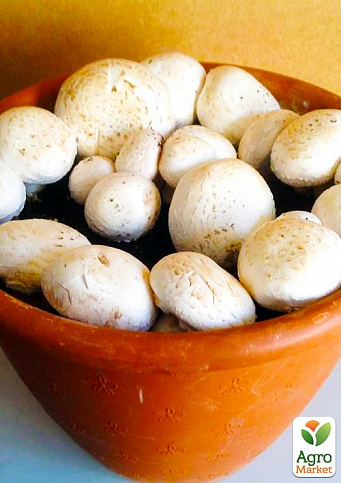 Набір для вирощування грибів "Шампіньйон"