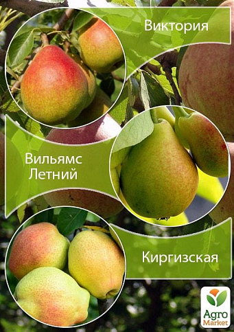 Дерево-сад Груша "Киргизька + Вільямс Літній + Вікторія" 1 саджанець в упаковці