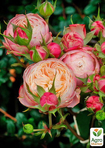 Роза пионовидная "Victorian Classic" (саженец класса АА+) высший сорт - фото 2