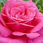 Роза чайно-гібридна "Пароль"