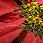 Эуфорбия "Супер звезда" (Euphorbia Christmas Feelings Orang) дм 19 см выс. 65 см