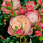 Роза пионовидная "Victorian Classic" (саженец класса АА+) высший сорт купить