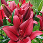 Лилия "Red Country" 