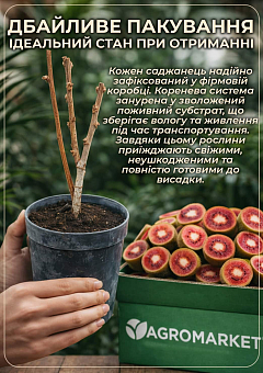 Киви "Zespri Red" 2х летний саженец (экзотический, красномясый фрукт, с цитрусовыми нотками)8