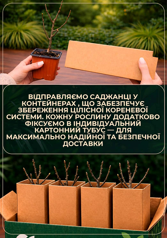 Инжир карликовый "Little Miss Figgy" (сладкий, высокоурожайный, ранний сорт)