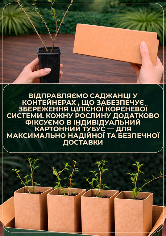 Годжі жовтий "Голден Беррі "(Golden Berry) - фото 3