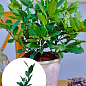 LMTD Лавр вечнозеленый "Laurus Nobilis"  (20-30см)