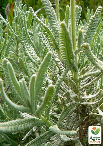 Лаванда зубчаста "Royal Krown" (контейнер № 10, висота 10-15 см) - фото 6