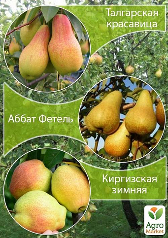 Ексклюзив! Дерево-сад Груша "Талгарська красуня + Абат Фетель + Киргизька зимова"