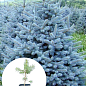 Ель голубая "Majestic Blue" вазон С1,5, высота 15-30см