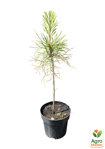 Сосна Табуліформіс 3-х річна (Pinus Tabuliformis) С1,5, висота 30-40см - фото 2