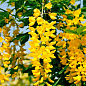Бобовник 2-х летний анагиролистный "Golden Rain" C1.5 высота 40-60см цена