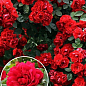 Троянда плетиста "Фламентанз" (саджанець класу АА +) вищий сорт