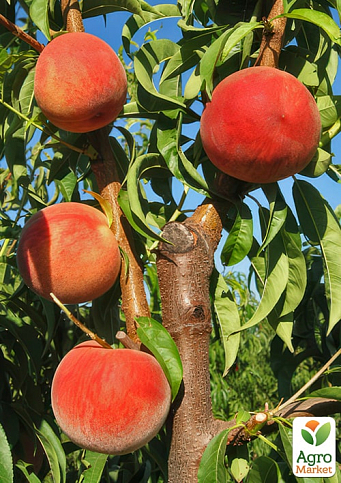 Персик "Фреш Биг" (крупноплодный сорт, поздний срок созревания) - фото 2