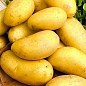 Семенной ранний картофель "Бюррен" (на жарку, 1 репродукция) 3кг