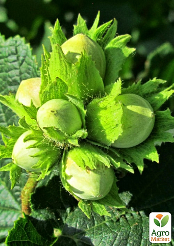 Эксклюзив! Фундук "Мортарелла" (Mortarella) (премиальный морозостойкий, устойчивый к заболеваниям сорт, среднего срока созревания) 