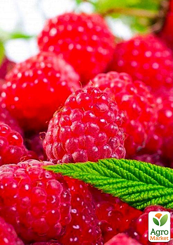 Малина "Джоан Джей" (ремонтантний безшипий високоврожайний сорт шотландської селекції) 1-річний саджанець