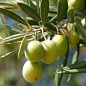 Оливковое Дерево "Сабина" купить