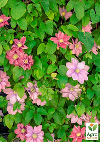 Клематис "Little Mermaid" - фото 5